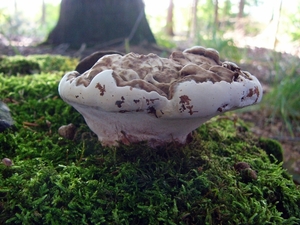 Strijbeekse heide 58
