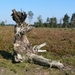 Strijbeekse heide 61
