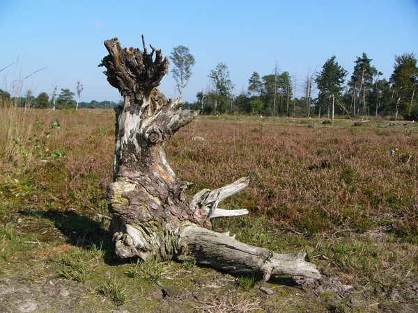 Strijbeekse heide 61