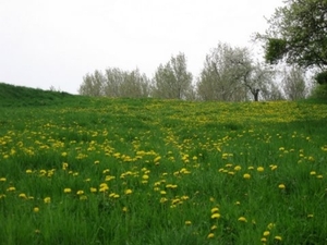 Den bunt 184009 Vuursteen en Mergel 066