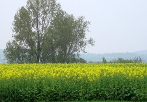 Den bunt 184009 Vuursteen en Mergel 068