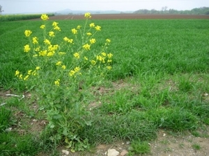 Den bunt 184009 Vuursteen en Mergel 069