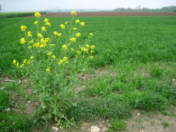 Den bunt 184009 Vuursteen en Mergel 069