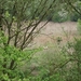 vuursteen en mergel 004