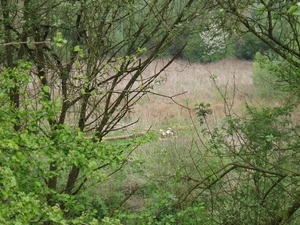 vuursteen en mergel 004