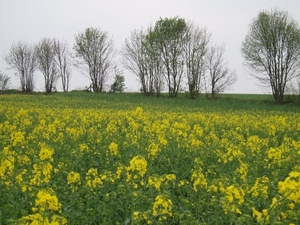 vuursteen en mergel 012