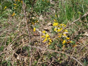 Looiendse bossen 020
