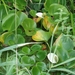 wandeling 010