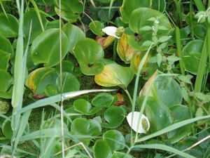 wandeling 010