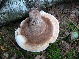 Berkenzwam 04