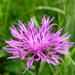 Centaurea 02