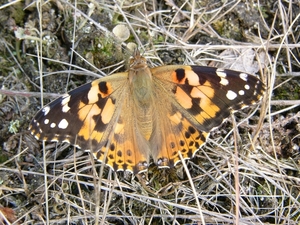 Distelvlinder 04