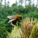 Hommel 03