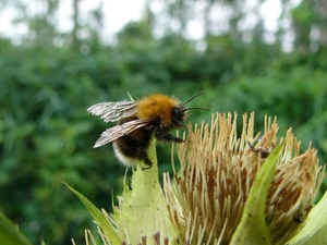 Hommel 03