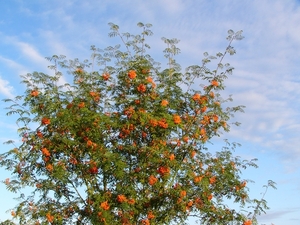 Lijsterbes 20
