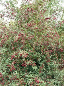 P1220151