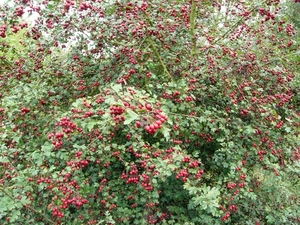 P1220152