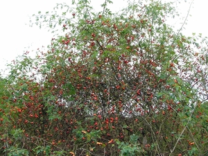 P1220154