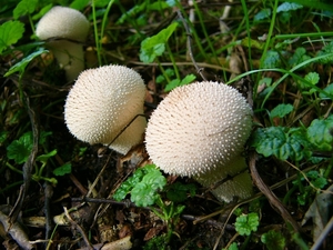 Parelstuifzwam 02