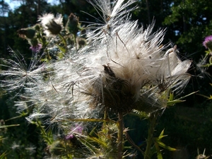 Speerdistel 07