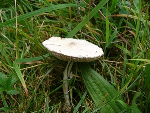Tepelparasolzwam 01