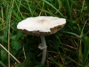 Tepelparasolzwam 02