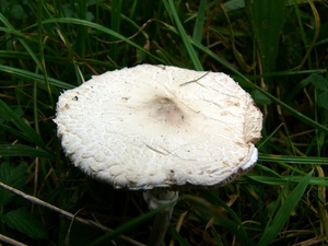 Tepelparasolzwam 03