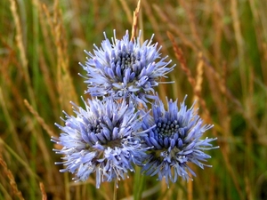 Zandblauwtje 03