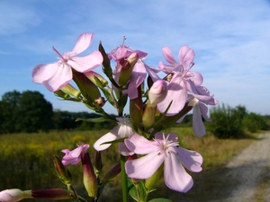 Zeepkruid 05
