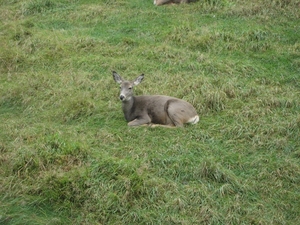 Wat kan het leven mooi zijn! Toch voor deze wapiti.