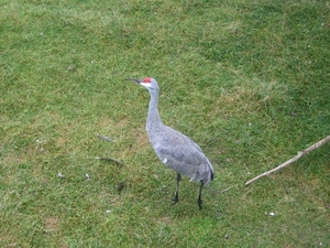 Die vogel hebben wij in Florida ook gezien.