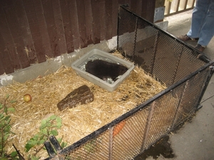 Een bever in z'n mini-biotoop.