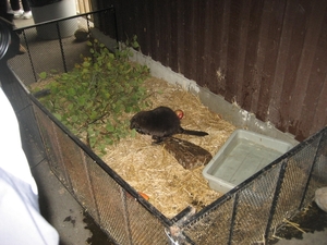 Hier ziet ge hem bever, heu, beter.