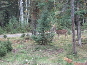 Wapiti's, na het eland de tweede grootste hertensoort.