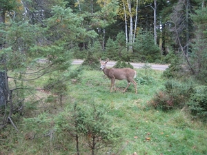 Wapiti komt van het Shawnee indiaans en betekent