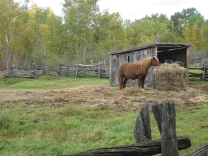 Ook pony's waren hier ondergebracht.