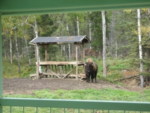 Een bison bij een etensbak.