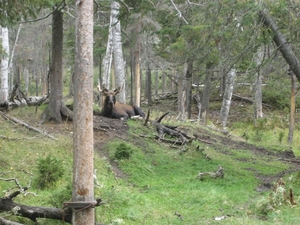 Overal merkt men wild op, dikwijls n met de natuur.