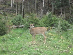 Ho!! Bambi zonder spikkels.