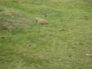 Een soort grote marmot