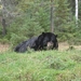 De grote zwarte beer.