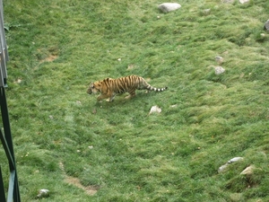 Sluipende grote kat uitgedaagd door de apen ernaast.