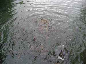 Grote vissen (karpers) in het riviertje