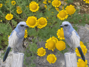 Anthemis_tinctoria