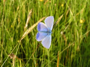 Blauwtje (Gewone -) 02