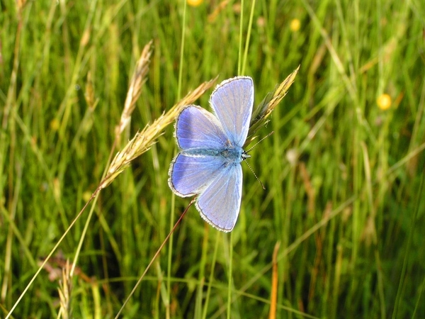 Blauwtje (Gewone -) 02