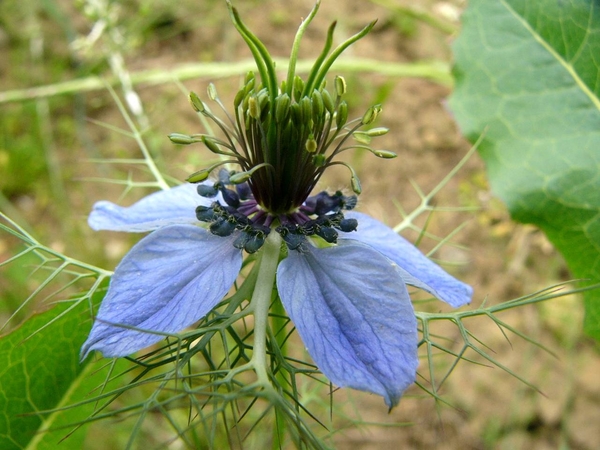 Juffertje-in-het-groen 01