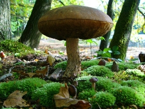 Leskoffer Het Bos 01