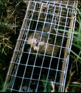 Muskusrat 1a