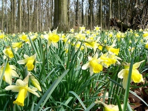 Narcis